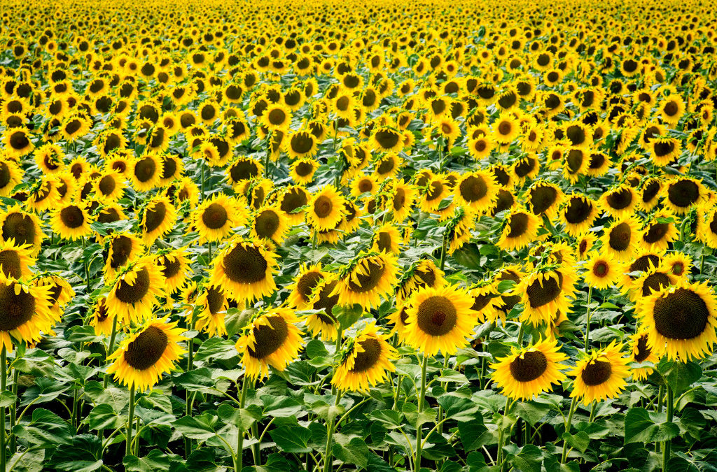 Sunflowers