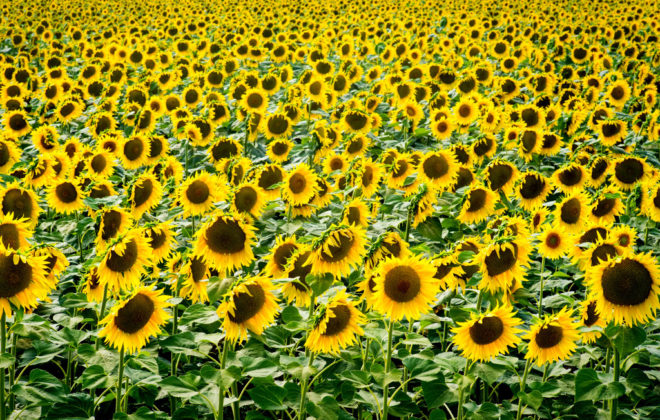 Sunflowers